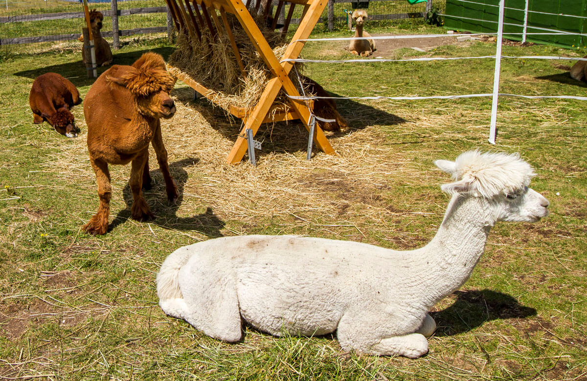 Alpackor på Monte Baldo